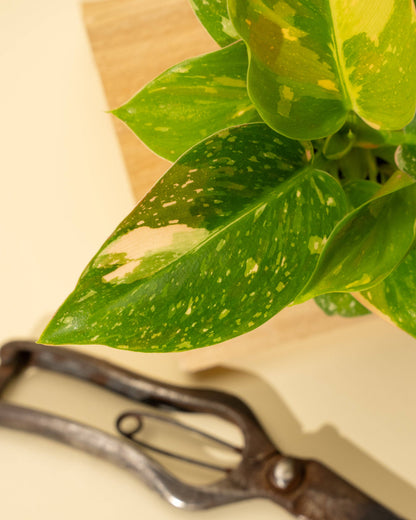 Philodendron Green Congo 'Copper Flame' Variegated