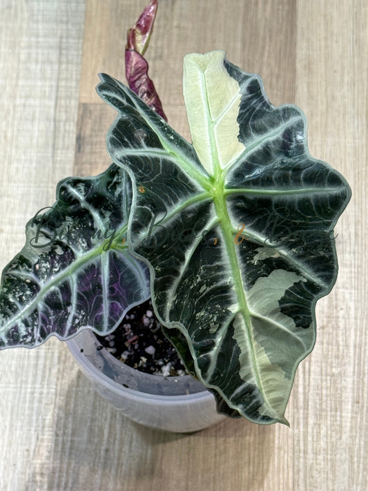 Alocasia amazonica Variegata