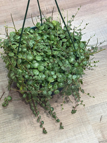 Peperomia prostrata (String of Turtles)