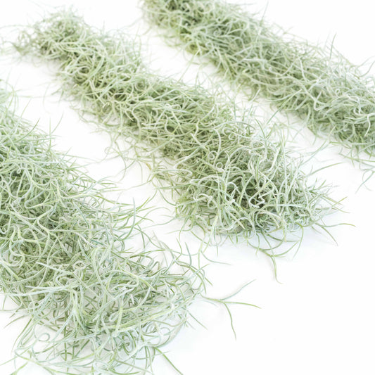 Colombia Thick Spanish Moss - Tillandsia Usneoides