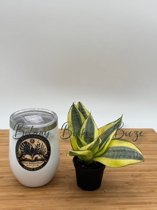 Sansevieria trifasciata 'Gold Dust'
