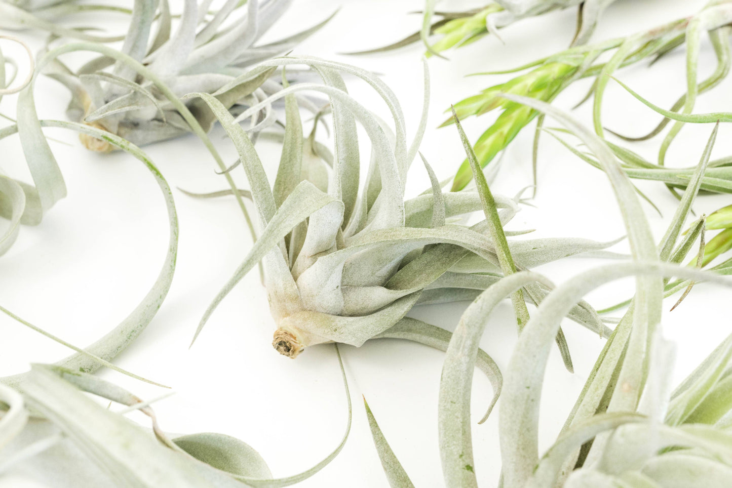The Best Seller Tillandsia Air Plant Pack - 48 Plants