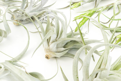 The Best Seller Tillandsia Air Plant Pack - 48 Plants