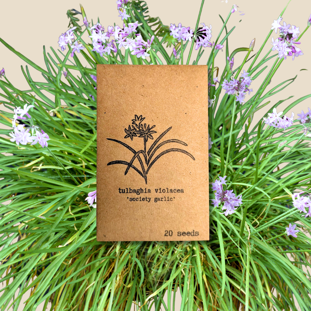 Houseplant & Tropical Plant Seeds