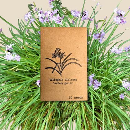 Houseplant & Tropical Plant Seeds