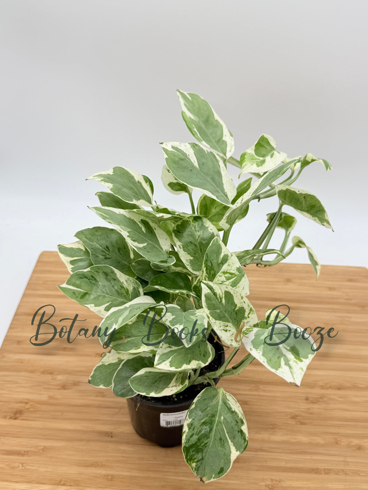 Epipremnum aureum 'N'Joy' Pothos