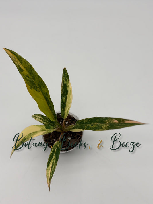 Philodendron Caramel Marble