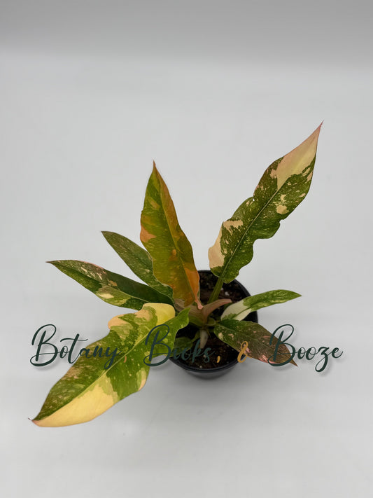 Philodendron Ring of Fire