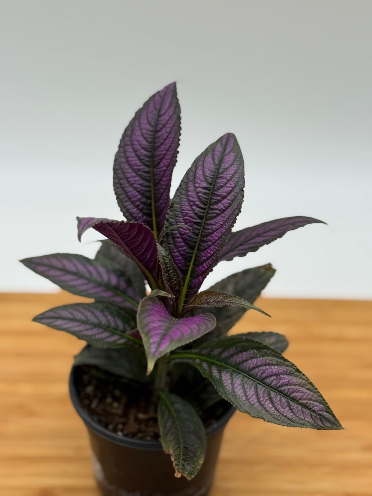 Strobilanthes dyerianus - Persian Shield