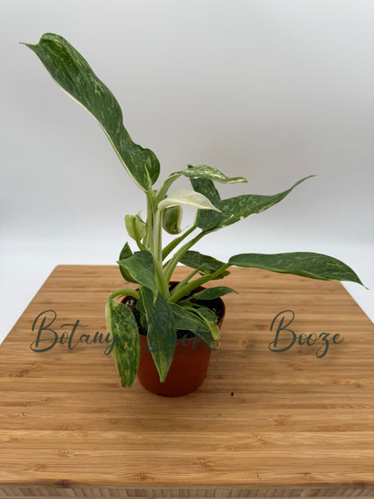 Philodendron José Buono Fiesta