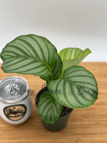 Calathea Orbifolia (Prayer Plant)