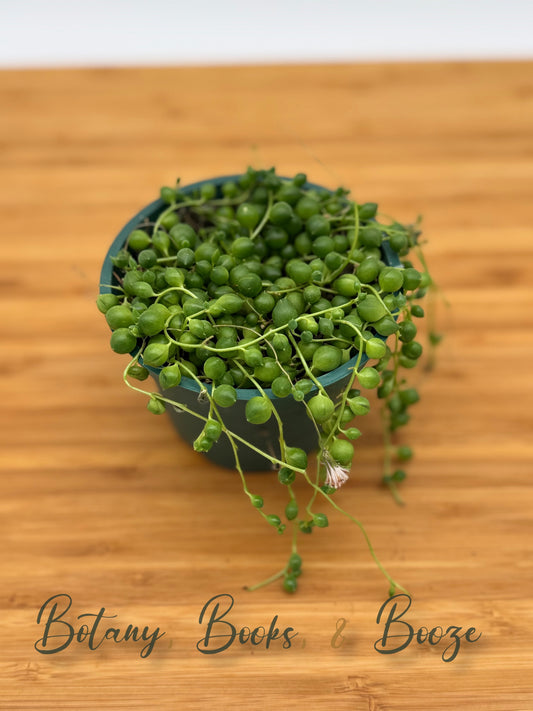String of Pearls (Senecio rowleyanus)