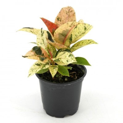 Ficus elastica Shivereana