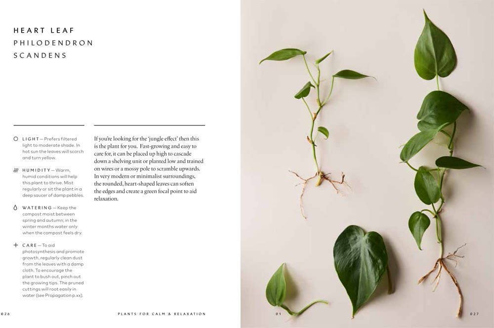 The Healing Power of Plants
