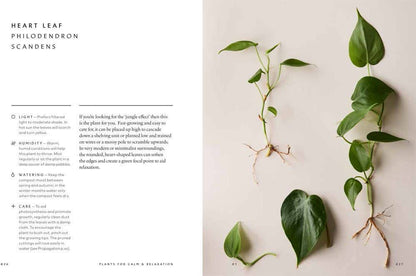The Healing Power of Plants
