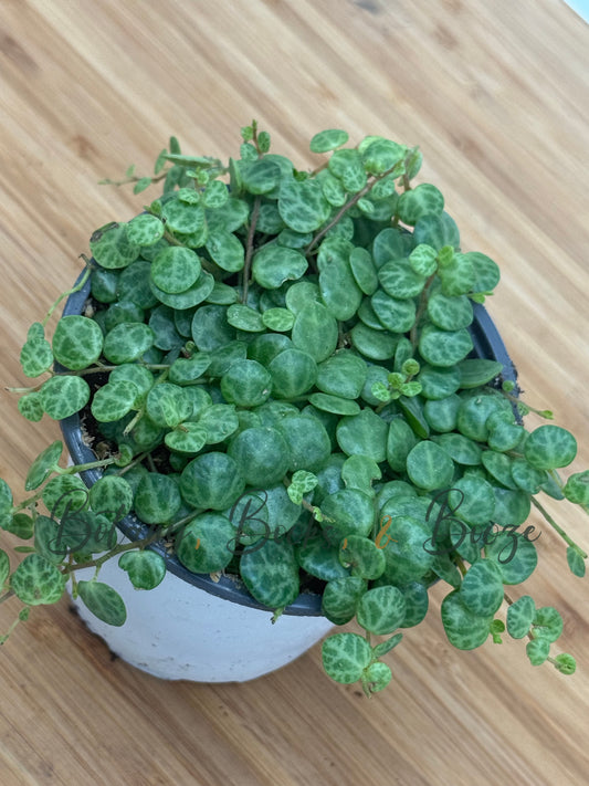 Peperomia prostrata (String of Turtles)