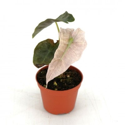Alocasia amazonica Variegata