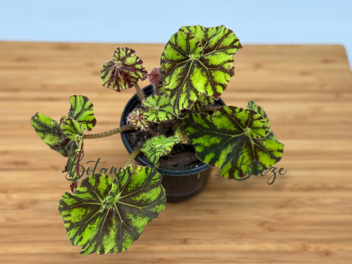 Begonia Rex Cultivars