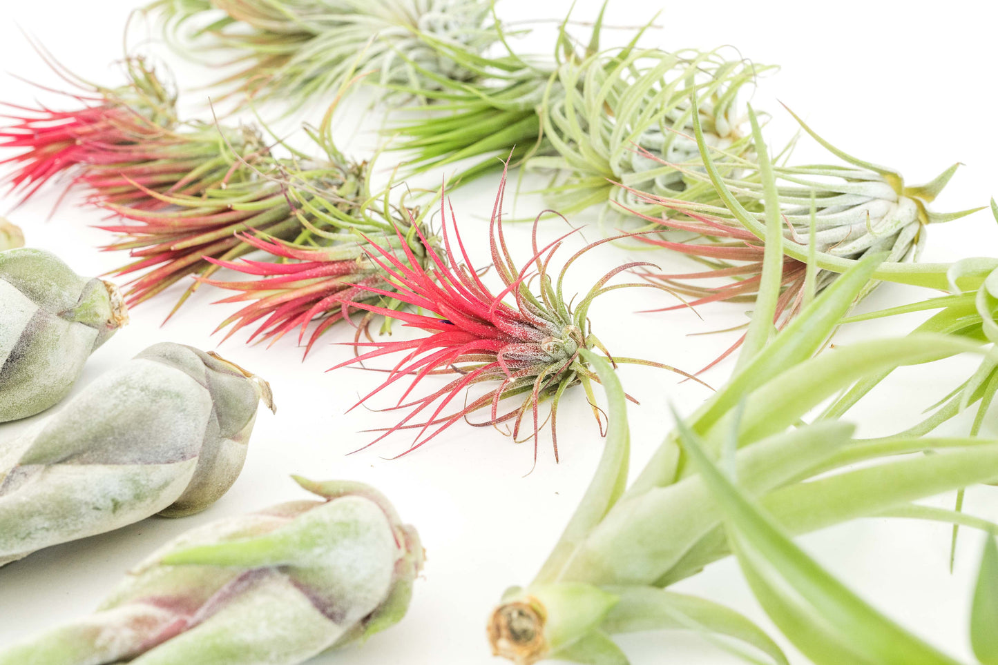The Best Seller Tillandsia Air Plant Pack - 48 Plants