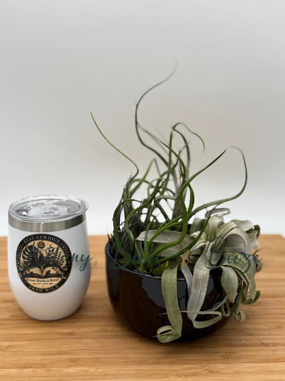 Large Fully Assembled Air Plant Bowl Garden