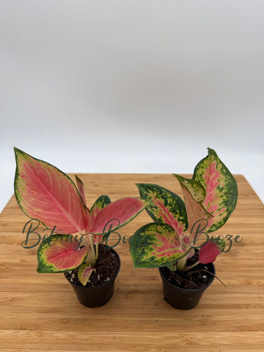 Aglaonema Fireworks - Chinese evergreen
