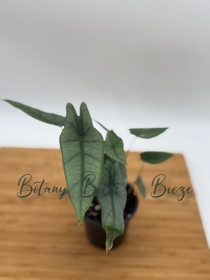 Alocasia heterophylla