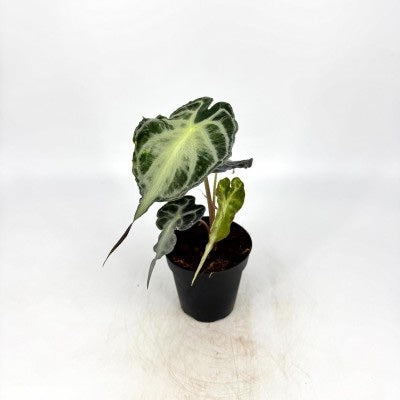 Alocasia Venom