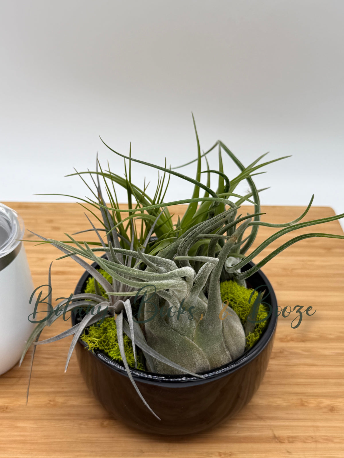 Large Fully Assembled Air Plant Bowl Garden