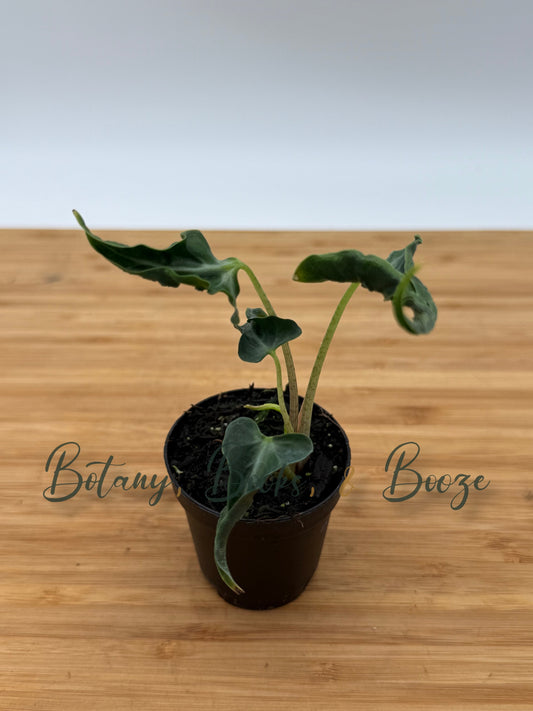 Alocasia Loco