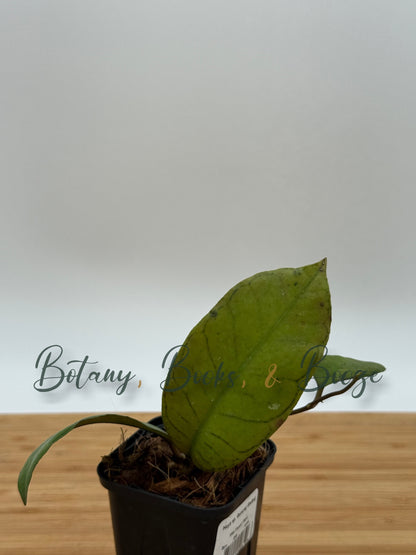 Hoya sp. Gunung Gading