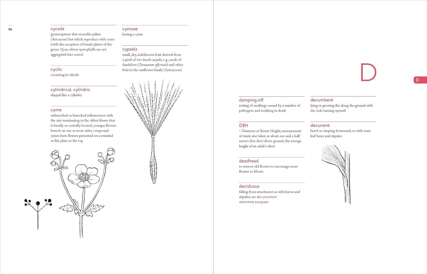 A Botanist's Vocabulary