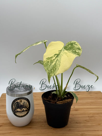 Monstera 'Legacy'