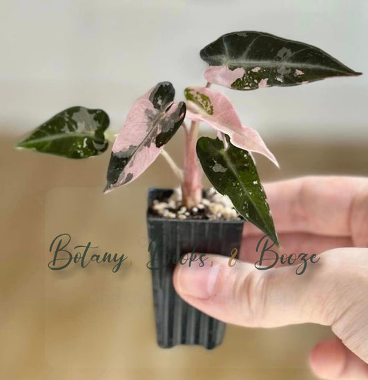 Alocasia amazonica Bambino Variegated
