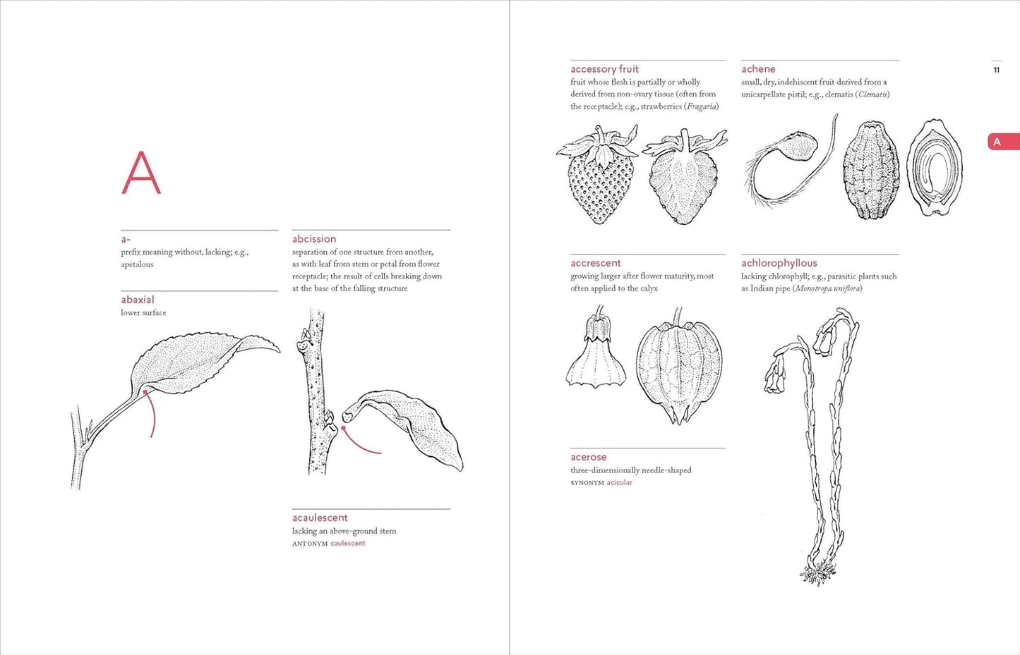 A Botanist's Vocabulary