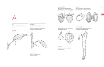 A Botanist's Vocabulary