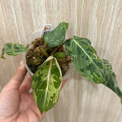 Philodendron gloriosum ES Variegated 'Snow Leopard'