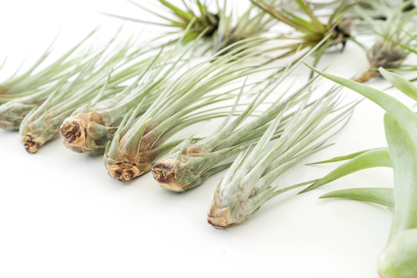 The Best Seller Tillandsia Air Plant Pack - 48 Plants