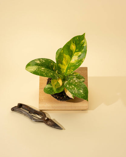 Philodendron Green Congo 'Copper Flame' Variegated