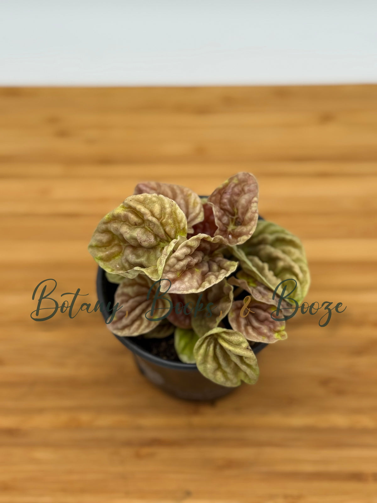 Peperomia caperata 'Quito'
