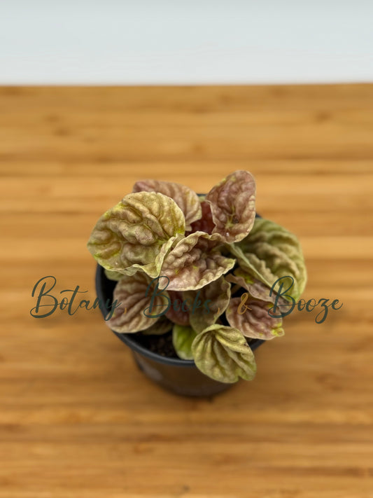 Peperomia caperata 'Quito'