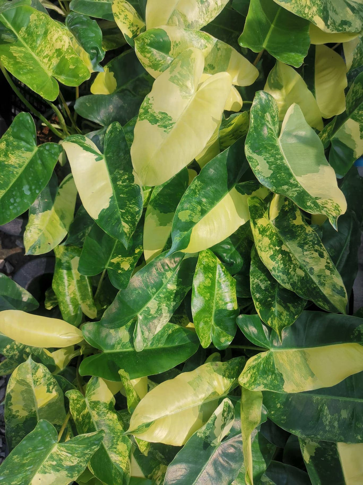Philodendron Burle Marx Variegata