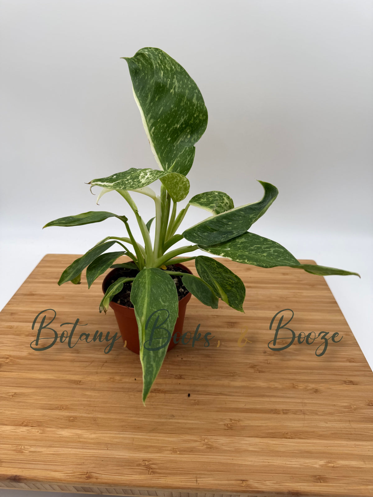 Philodendron José Buono Fiesta