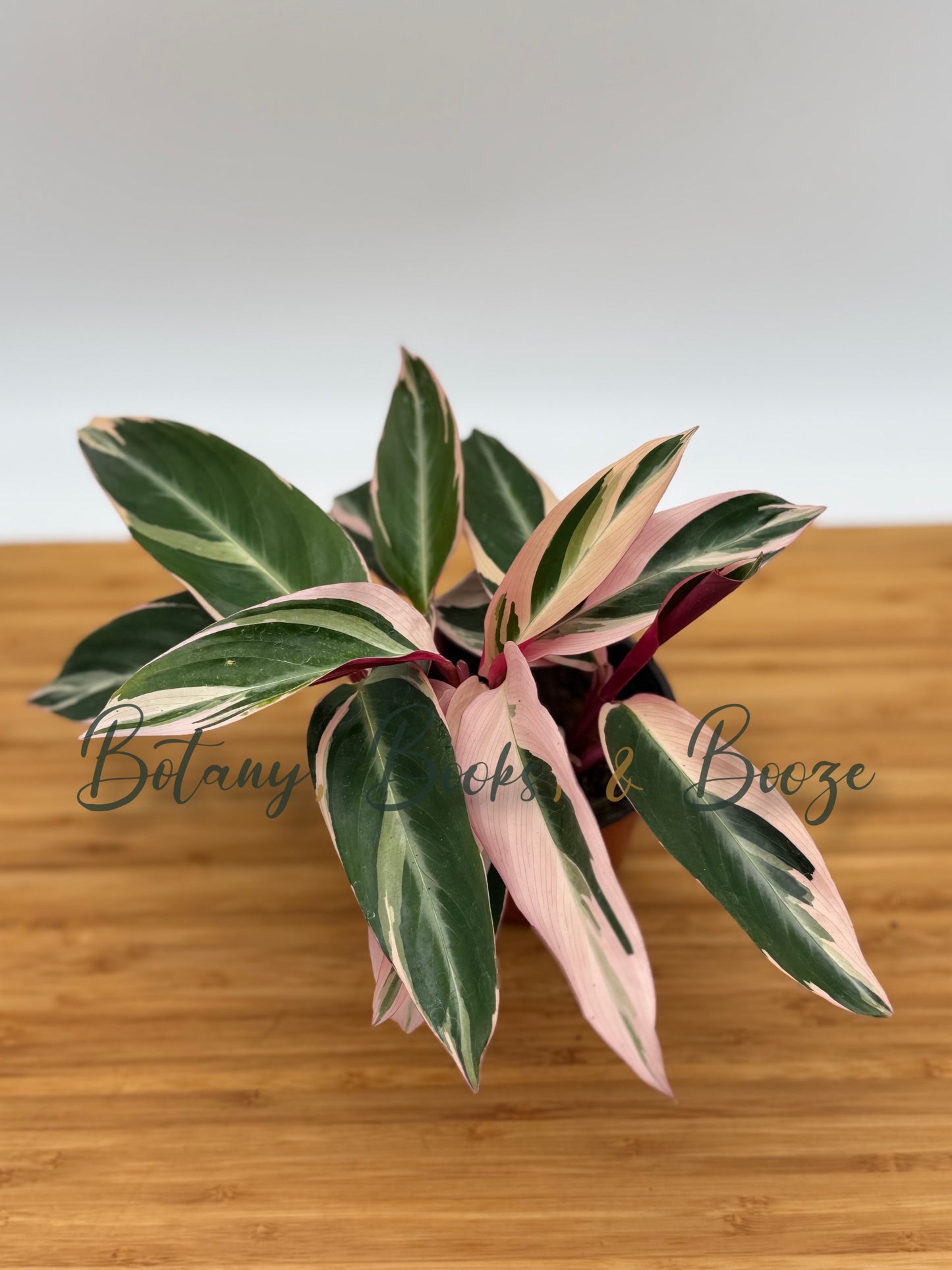 Stromanthe sanguinea Triostar