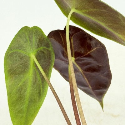 Alocasia longiloba Watsoniana Red Vein