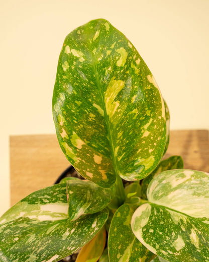 Philodendron Green Congo 'Copper Flame' Variegated
