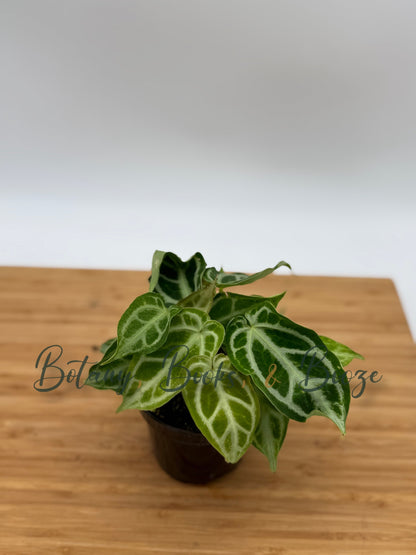 Anthurium crystallinum hybrid