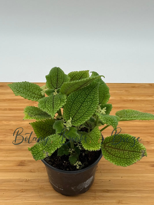 Pilea mollis Moon Valley
