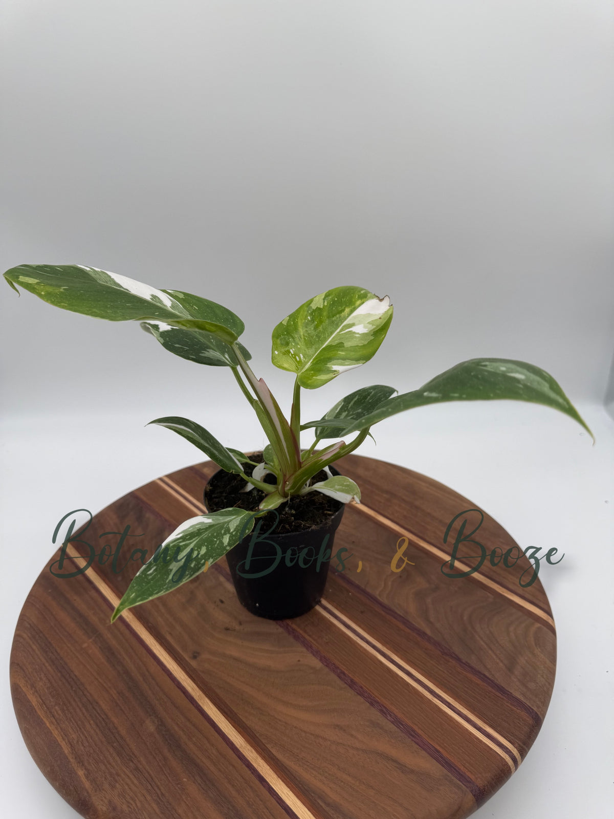 Philodendron White Wizard