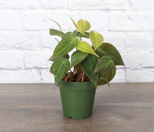 Philodendron Micans