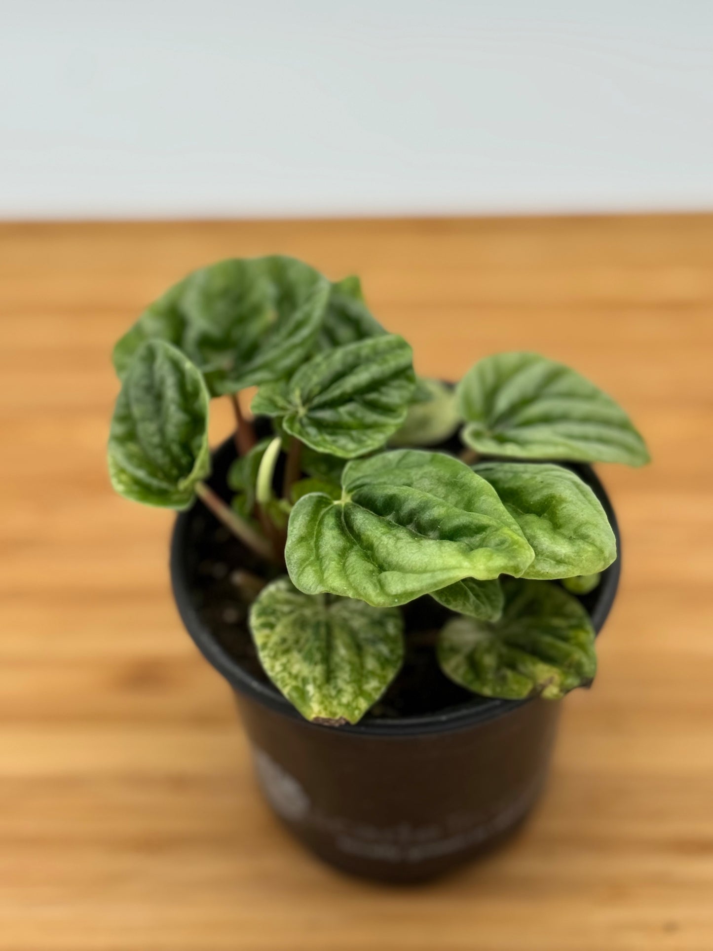 Peperomia caperata Buenos Aires